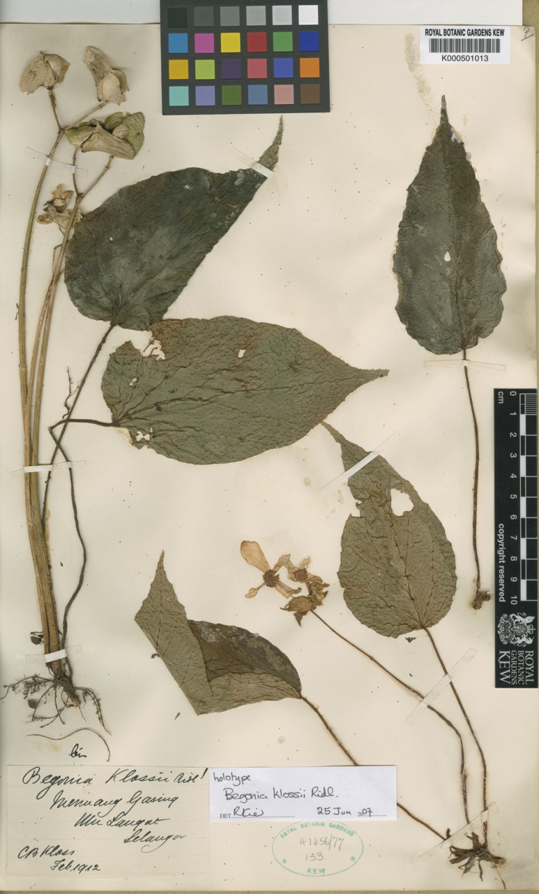 B. klossii